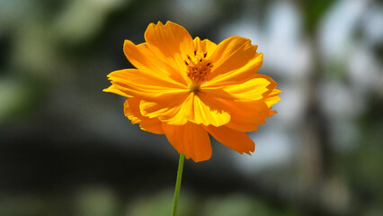 Beautiful flower with yellow petals in closeup