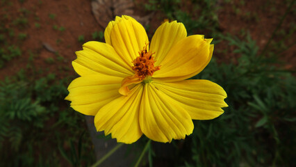 Beautiful flower with yellow petals in closeup