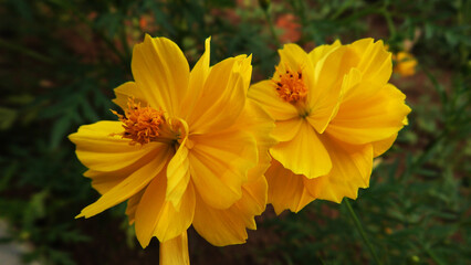 Beautiful flower with yellow petals in closeup