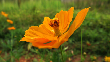 Beautiful flower with yellow petals in closeup