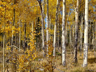Obraz premium Various Colorado Fall/Autumn colors in mountains aspen trees. Western American autumn landscape with distinctive aspen trees displaying golden fall foliage