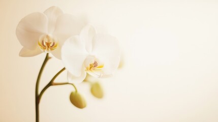A graceful white orchid against a soft ivory background, close-up shot, Minimalist style