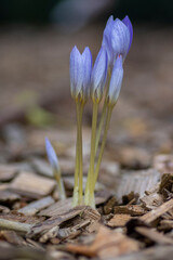 Crocus speciosus autumn blue purple flowering plant with orange yellow center, Biebersteins crocus...