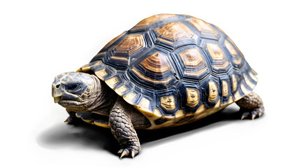 Obraz premium A tortoise slowly emerging from its shell, showcasing its intricate shell patterns against a clean white background. 