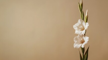 Fototapeta premium A lone gladiolus on a muted olive background, angled shot, Minimalist style