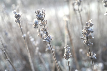 Heavy frost on lavender buds and stem on a cold, foggy winter morning. neutral tones texture 