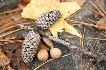 Tree seeds in their natural environment