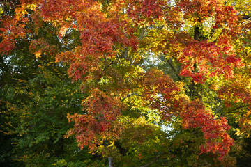 Autumn leaves with their color in nature