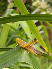 Belalang Kuning or Yellow Grasshopper perched on pandan leaf