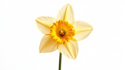Fototapeta premium A macro photograph of a blooming yellow daffodil with its trumpet-shaped blossom, isolated white background, minimalist composition
