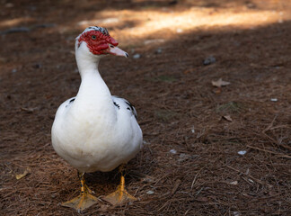Black and white duck on the ground