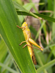 Belalang Kuning or Yellow Grasshopper perched on pandan leaf