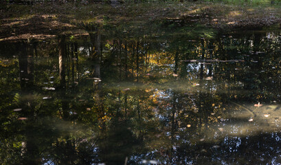 Trees reflected in water