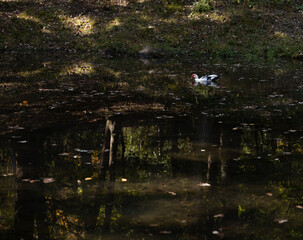 Trees reflected in water