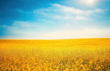 Fototapeta premium Vast Yellow Field Under Blue Sky with Soft Clouds and Bright Sunlight, Creating a Vibrant and Serene Landscape Ideal for Nature Photography and Scenic Art