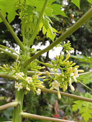 male Flowers of Papaya grow in the armpits of papaya leaf stalks