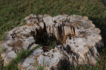 Old rotten tree stump cut with a saw