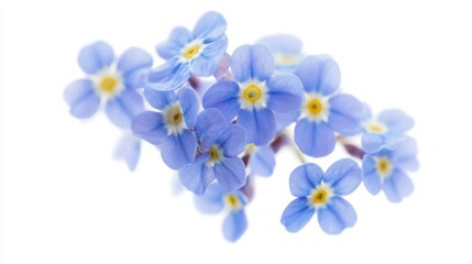 Obraz premium A macro shot of a cluster of blue forget-me-not flowers with tiny blossoms, isolated white background, surreal art style