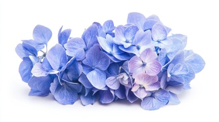 A macro shot of a cluster of blue hydrangea flowers with clustered blooms, isolated white background, romantic art style