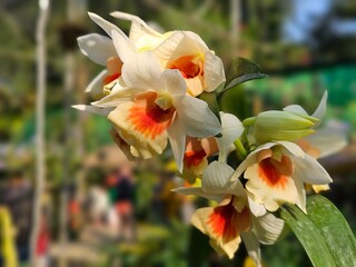 Orchids of Northeast India