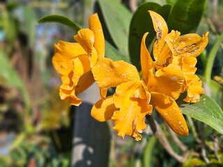 Orchids of Northeast India