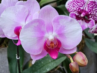 Orchids of Northeast India