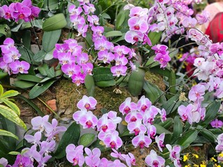 Orchids of Northeast India