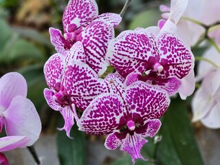 Orchids of Northeast India