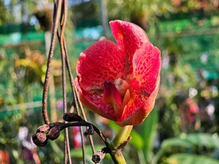 Orchids of Northeast India