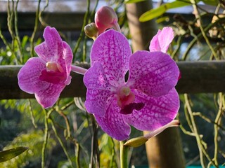 Orchids of Northeast India