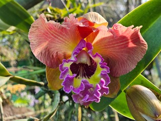 Orchids of Northeast India