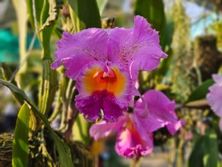 Orchids of Northeast India