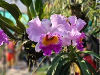 Orchids of Northeast India