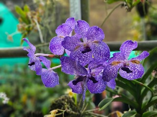 Orchids of Northeast India