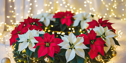 Christmas Poinsettia Wreath Red White Flowers Festive Lights