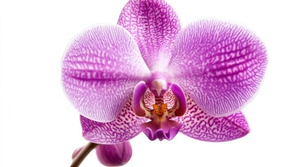 Fototapeta premium A macro shot of a delicate violet orchid in bloom, isolated white background, minimalistic art style
