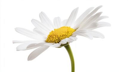 A macro shot of a sunlit daisy with its pure white petals and yellow center, isolated white background, minimalistic art style