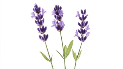 Fototapeta premium A macro shot of delicate lavender blooms with their soothing purple petals and slender stems, isolated white background, minimalist art style