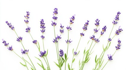 Fototapeta premium A macro shot of delicate lavender sprigs with their purple blooms and slender stems, isolated white background, minimalist art style