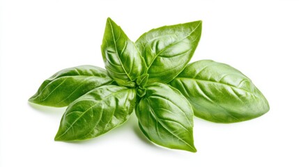 Fototapeta premium A macro shot of fresh green basil leaves with their aromatic scent and serrated edges, isolated white background, minimalist art style