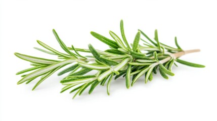 Fototapeta premium A macro shot of fresh green rosemary leaves with their needle-like shape and aromatic fragrance, isolated white background, minimalist art style