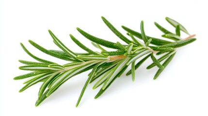 Fototapeta premium A macro shot of fresh green rosemary leaves with their needle-like shape and aromatic fragrance, isolated white background, minimalist art style