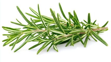 Fototapeta premium A macro shot of fresh green rosemary leaves with their needle-like shape and aromatic fragrance, isolated white background, minimalist art style