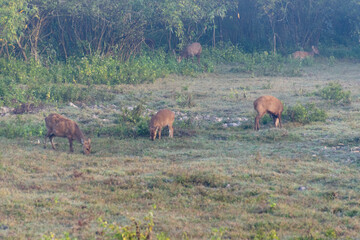 Wildlife of Kaziranga National Park