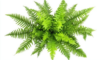 Obraz premium A panoramic view of a lush green fern with intricate fronds, isolated white background, naturalistic composition
