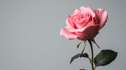 A playful rose in bold pink against a neutral gray background, simplistic design style, photo of
