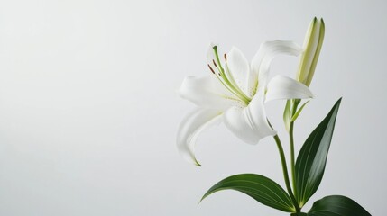 Fototapeta premium A pure white lily against a crisp white background, close-up shot, Minimalist style