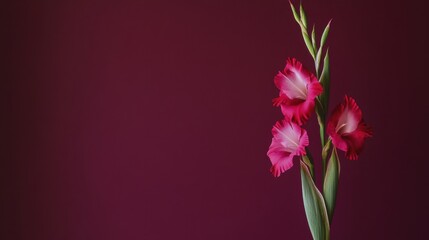 A single gladiolus against a rich plum background, angled shot, Minimalist style