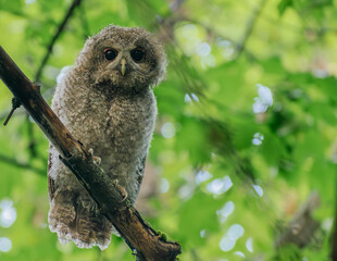 great horned owl