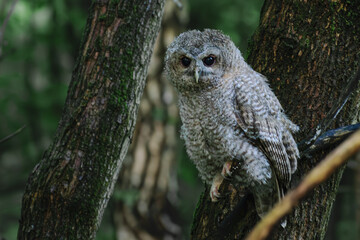 great horned owl in forest